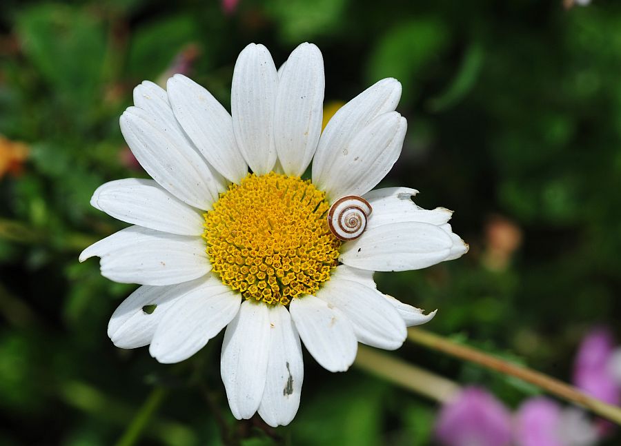 La vita in un fiore: terza parte